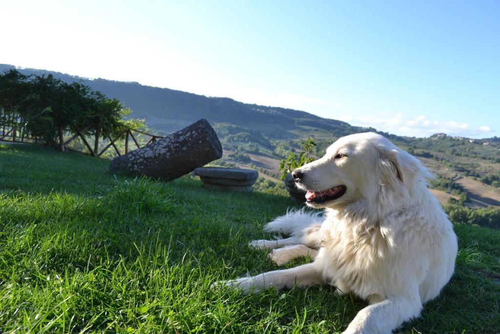 Agriturismo Lapone Orvieto Exterior foto